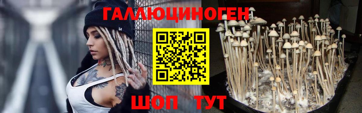 где можно купить наркотик  Галлюциногенные грибы GOLDEN TEACHER  Галлюциногенные грибы Magic Shrooms  Вход с VPN  Десногорск 